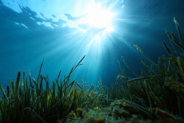 Fototapeta na wymiar Sunlight underwater through water surface with seagrass on the seabed, natural scene, Mediterranean sea, France