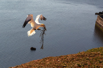 Germany, Helgoland, Morus bassanus, Northern gannet flying to sitting birds on nests on a rock in the setting sun in the beautiful blue sea background. Photo of wild nature.