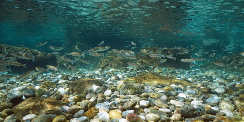 Fototapeta na wymiar Water surface and rocky seabed with a shoal of grey mullet fish, underwater seascape in the Mediterranean sea, Spain