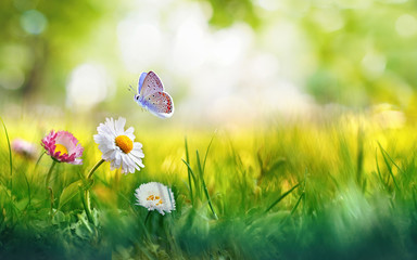 Flowers daisies in grass and butterfly in meadow in nature in rays of sunlight in summer or spring...