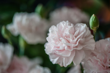 Blooming pink carnation flowers. Soft focus. Postcard / Invitation Mock-Up.