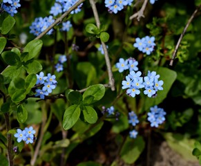Forget-me-not flowers