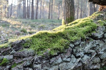 moss on tree