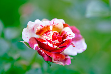 rose / 赤と白の絞り柄のバラ　フリル咲き　トイトイトイ！　FL