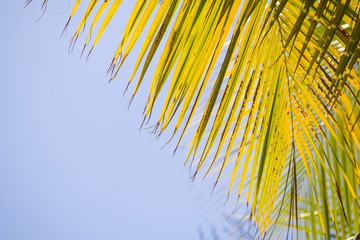 Obraz premium palm leaves as a background