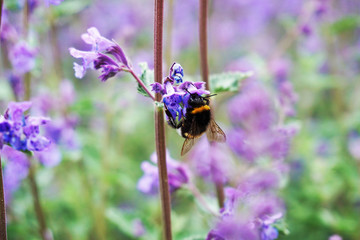 bumblebee