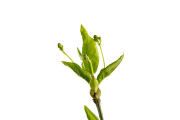 Obraz premium Leaves and buds isolated on white background. Macro.