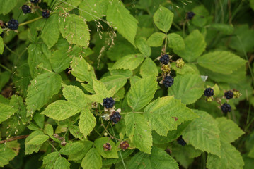 blackberry berries on the stem