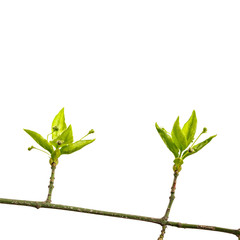 Leaves and buds isolated on white background. Macro.