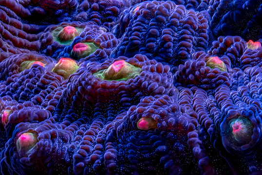 Mycedium coral SPS plating coral marine aquarium