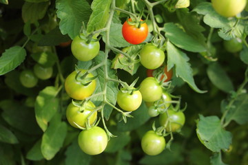 Small green tomatoes on a branch close up on leaves background, fresh home-made vegetables, healthy food