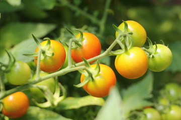 Small yellow tomatoes on a branch close up, fresh home-made vegetables, healthy food
