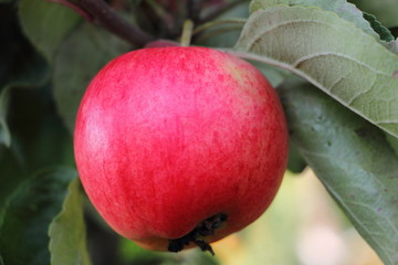 Red ripe tasty Apple with green leaves on a branch close up, fresh home-made vegetables, healthy food