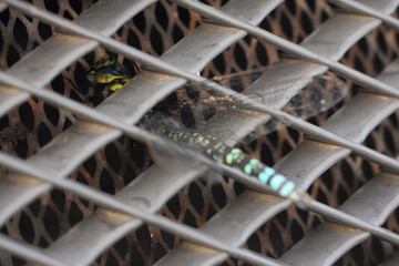 Large dragonfly in the front grille of the car close up, vehicle cooling radiator protection from insects