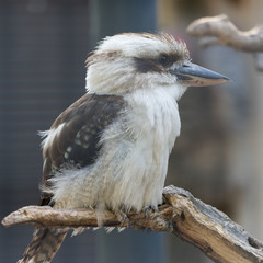 Kookaburra - Lachender Hans
