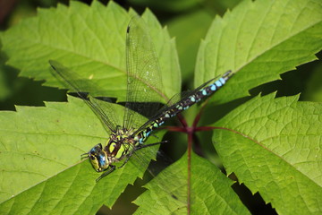 Large dragonfly on a big green carved leaf close up