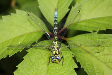 Big dragonfly on a green leaf in Garden at summer day close up