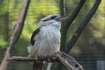 Kookaburra - Lachender Hans