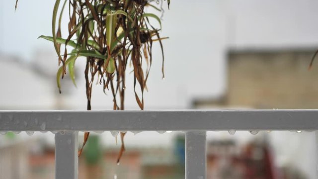 Gotas de agua de lluvia en cámara lenta en reja de acero blanco con fondo de cactus aéreo