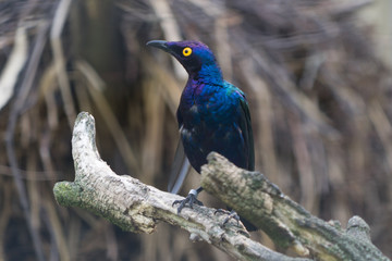Prachtglanzstar (Lamprotornis splendius)
