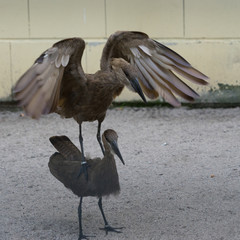 Brauner Sichler (Plegadis falcinellus) - Paar bei der Paarung