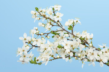 Spring cherry blossoms on blue sky background