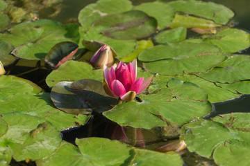Pinkfarbene Seerosen - "Nymphaea" im Teich
