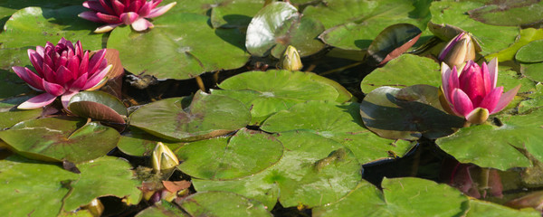 Rosa Seerosen - "Nymphaea" im Teich © tina7si