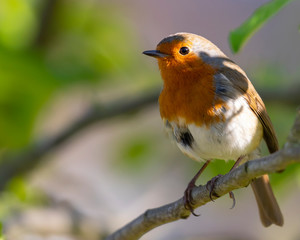 Robin redbreast, Erithacus rubecula perched on a tree branch