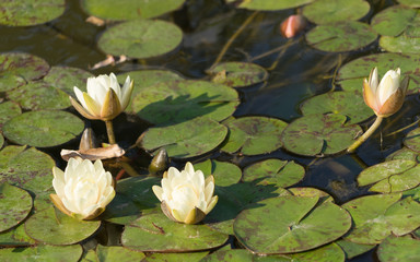 Rosa Seerosen - "Nymphaea" im Teich © tina7si