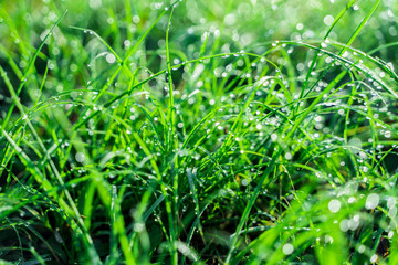 The dew on the grass glistens in the sunlight. Natural green eco background. Beautiful bokeh.