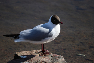 seagull on the beach