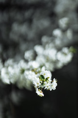 flowering apple tree