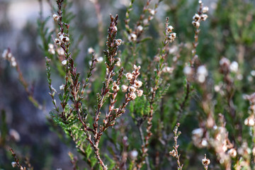 spring in the forest