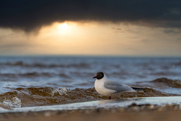 Seagull on the beach near the water