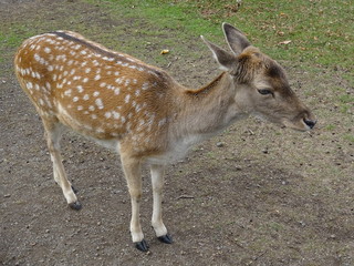 Fototapeta premium Rehkitz