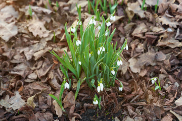 White snowdrops growing in the park on the old leaves