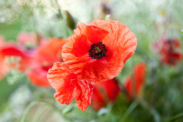 Poppy Flowers In Soft Light