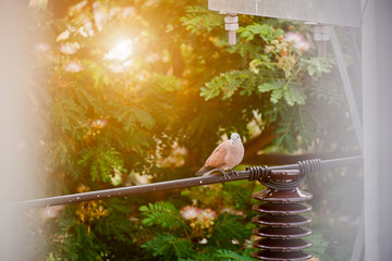 bird on a branch