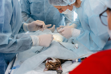 In a modern veterinary clinic, an operation is performed on an animal on the operating table in close-up. Veterinary clinic