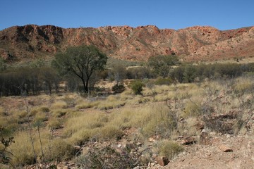 joshua tree national park