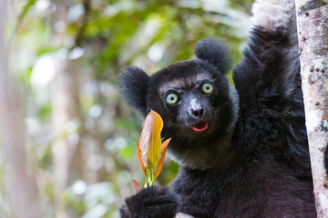 Indri lemur eating leafs in rainforest of Madagascar. Endemic to Madagascar and endangered species.