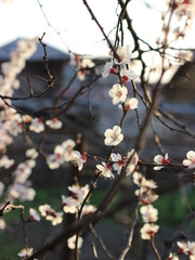 branch of a cherry tree