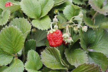 wild strawberry on a bush
