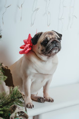 Obraz premium Bulldog gift with a red bow