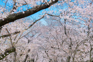 早朝の背割堤の桜