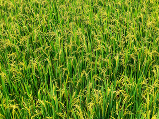 Rice field, green rice sprouts in the meadow. Rice close up.