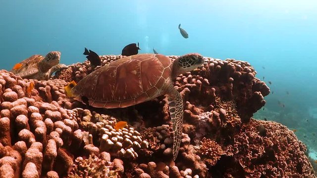 Pair of green turtle resting on top of a coral formation
