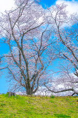 早朝の背割堤の桜