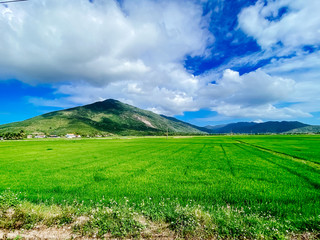 Rice field, green rice sprouts in the meadow. Mountain view, agriculture in Asia